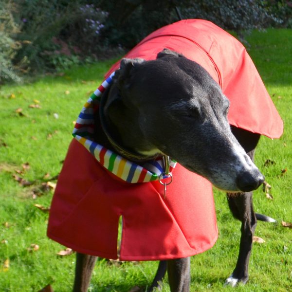 greyhound raincoat cotton lined red harlequin stripe