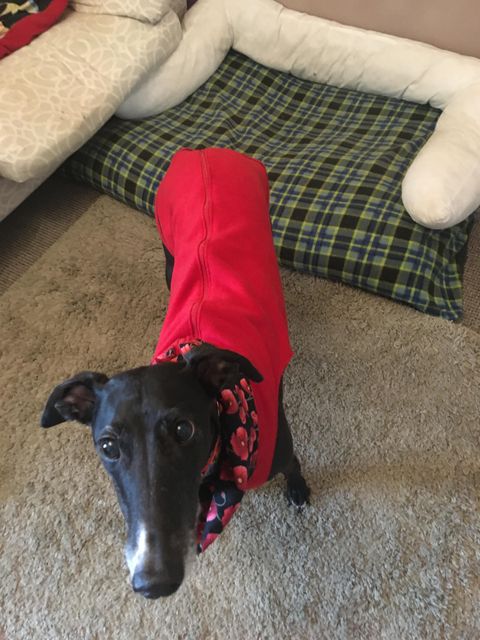 Greyhound Vest Red Poppies on Black Snood Lining