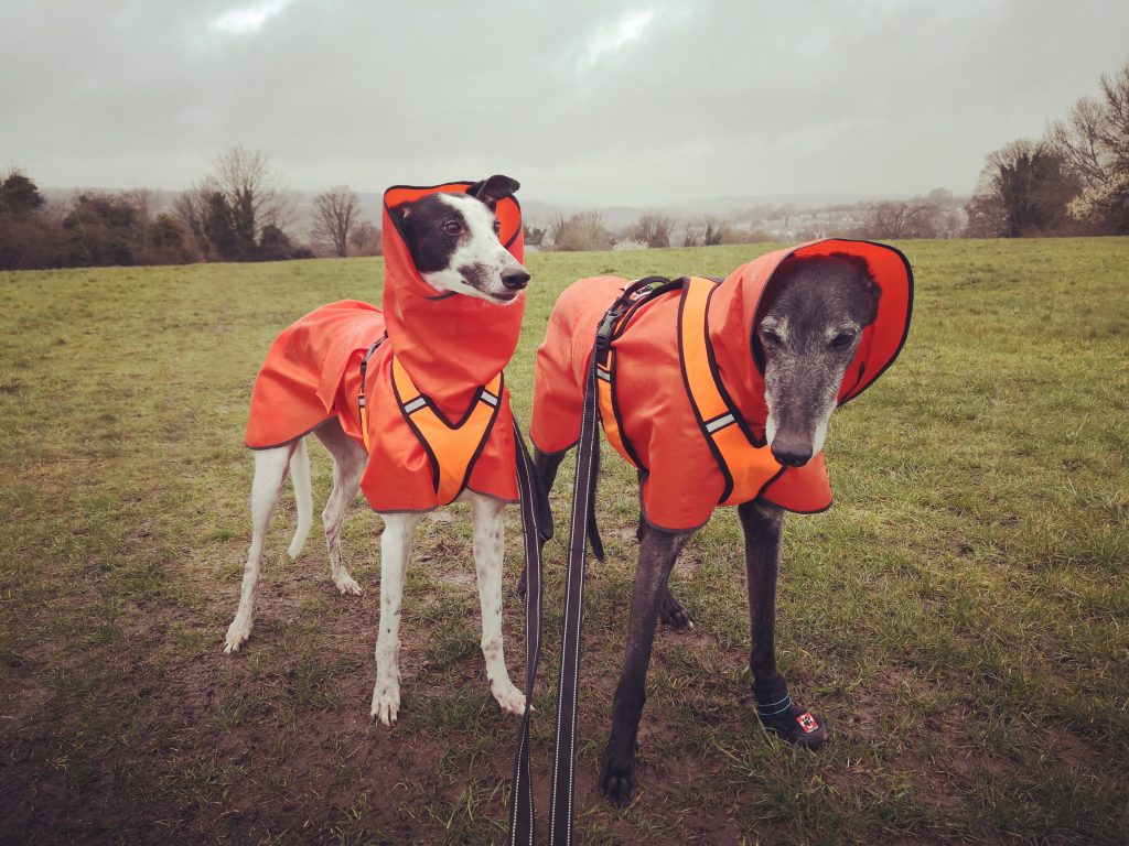 Tango and Rosie Eason from Hemel Hemstead