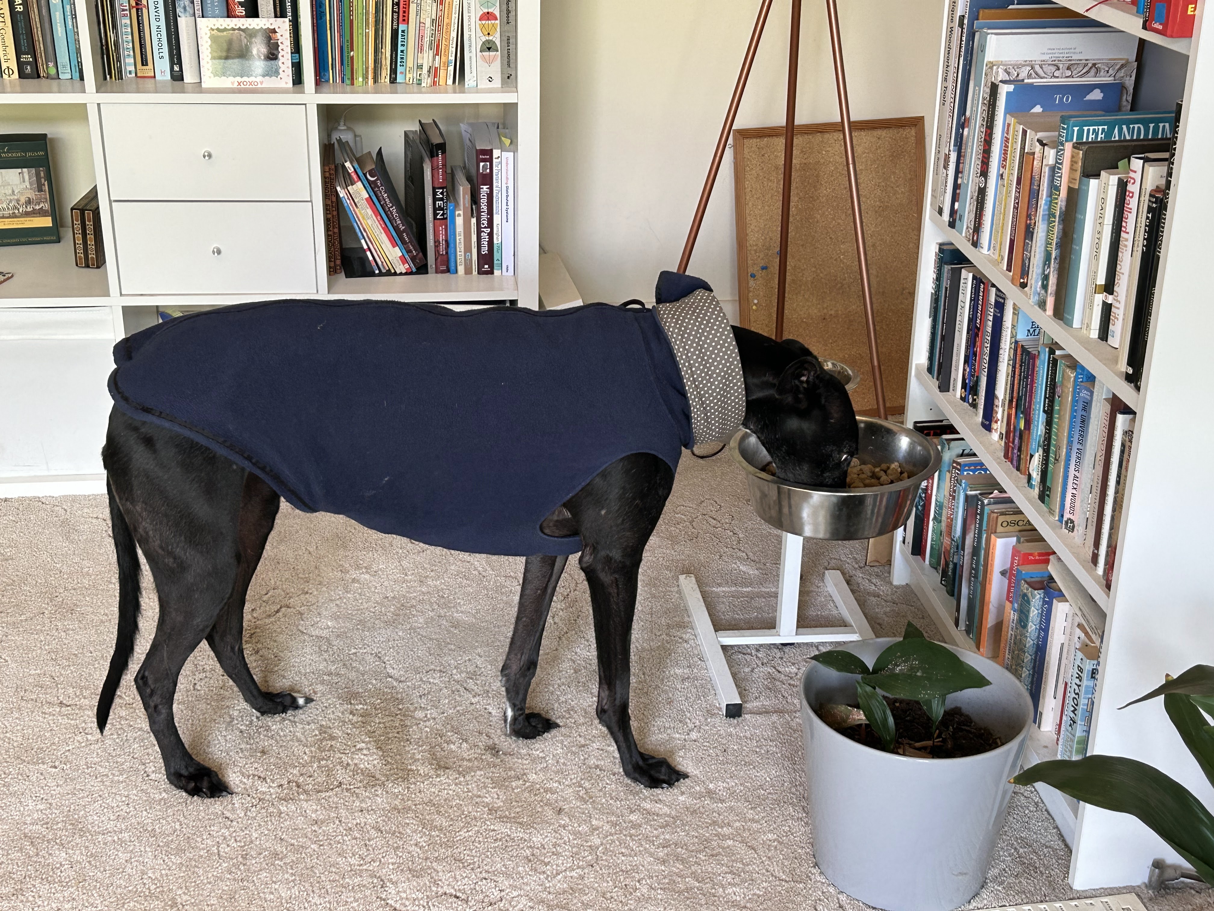 Greyhound Vest