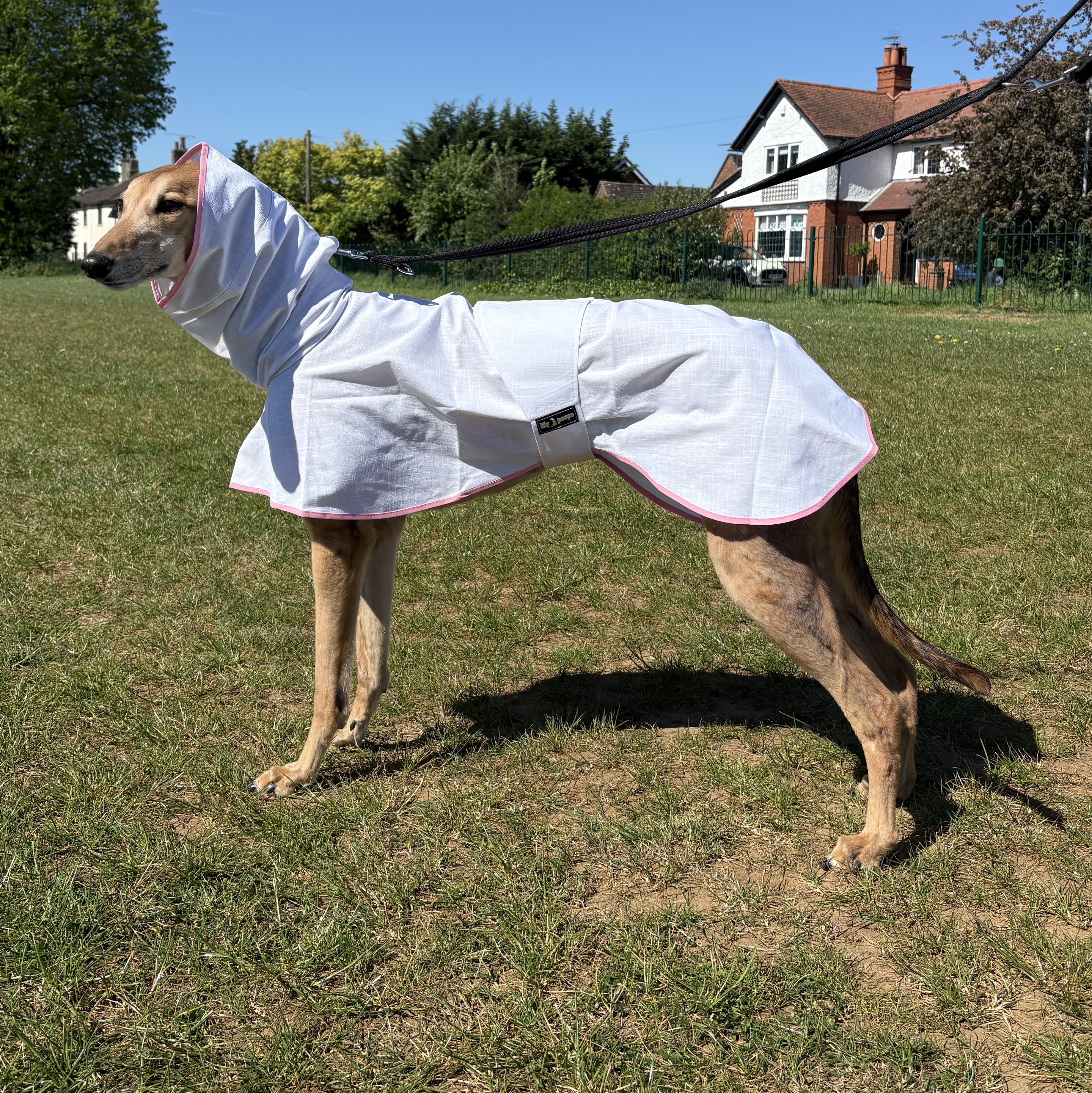 Greyhound Summer Coat