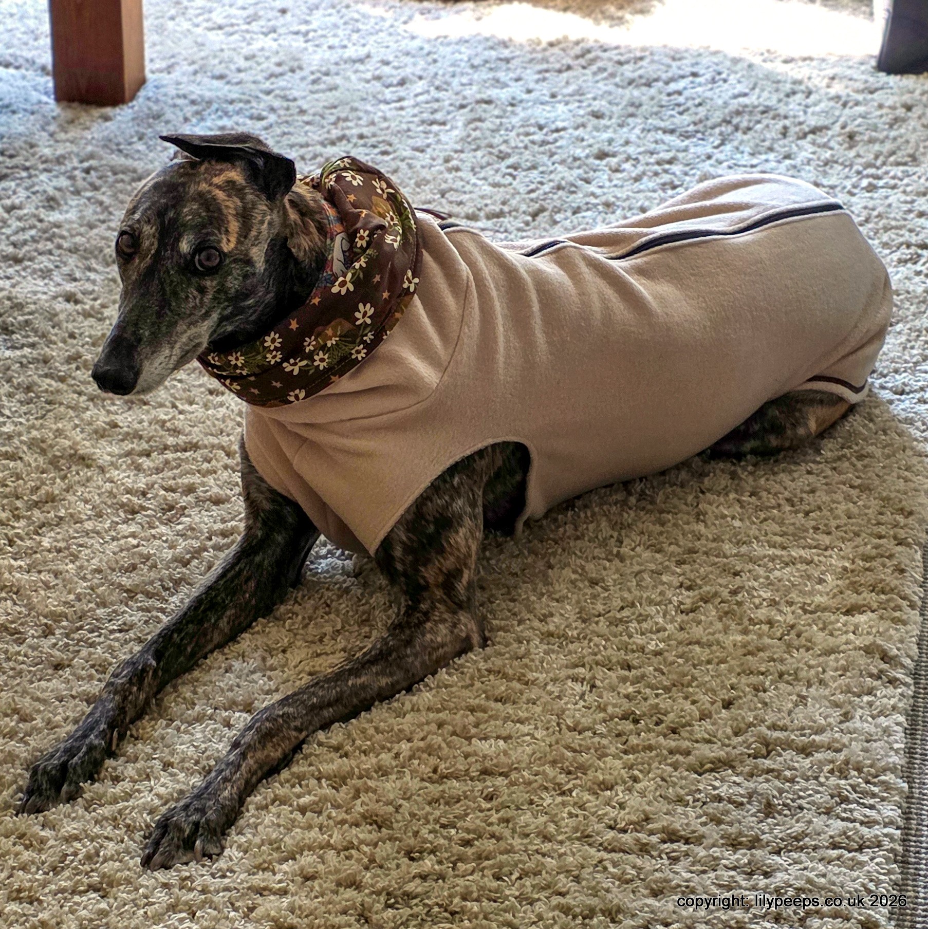 Greyhound Vest