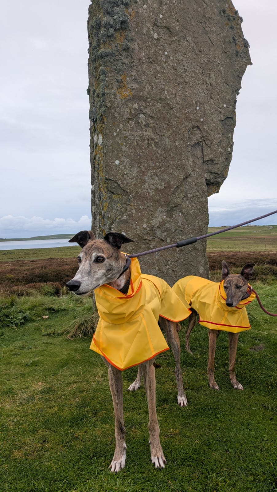 Greyhound Shower Mac with Hood
